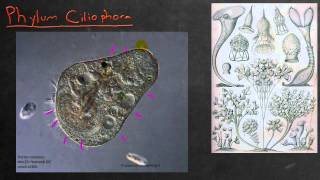 Biology in 4 Minutes  Chromista and Ciliophora [upl. by Nnaeinahpets471]