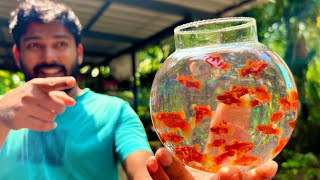 ഇങ്ങനെ ചെയ്താൽ കൂടുതൽ കുഞ്ഞുങ്ങളെ കിട്ടും  Balloon red platy fish farming [upl. by Holihs]