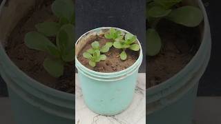 Purslane plant grow from cuttingshorts [upl. by Ttegdirb375]