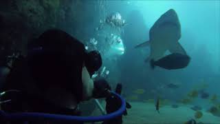 Denver Aquarium Shark Diving in Colorado [upl. by Yartnod70]