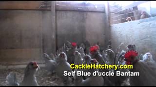 Self Blue duccle Bantam Chickens Breeder Flock [upl. by Krutz774]