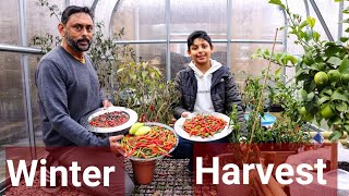 CHILLI PEPPER WINTER HARVESTING  GREENHOUSE TOUR OVERWINTER [upl. by Rexferd222]