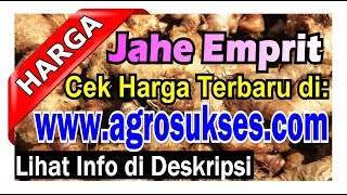 Update 2024 Pusat Informasi Terbaru Harga Jahe Emprit RP Penjual Pembeli [upl. by Seiter179]