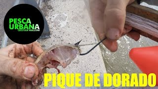 Pique de dorado pesca con linea de mano y boya fishing dourado [upl. by Nylauqcaj]