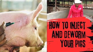 How to inject and deworm your pigsFarm routinesMuthoni The Pig Farmer [upl. by Runkel531]