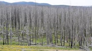 Dead Tree Landscape of Yellowstone Fire WY [upl. by Schwing]