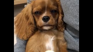 Cavalier King Charles Spaniel enjoys grooming [upl. by Harias186]