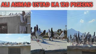 Today Ali Ahmad Ustad Ka 130 Fighter pigeon Loft [upl. by Elicul215]