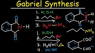 Gabriel Synthesis Reaction Mechanism  Alkyl Halide to Primary Amine [upl. by Ayana729]