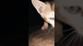 Cat Meowing 🐱🐱।। cat voice।। cute cat voice Short video shorts cat catlovrr [upl. by Llerrut]