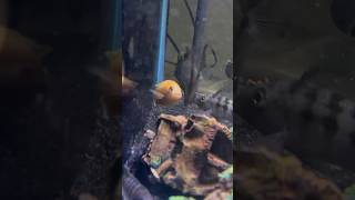 African Cichlids 🐠 africancichlid africancichlidtank fish fishtank aquarium ytshorts shorts [upl. by Gardy700]