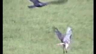 HAWK VS BUZZARD STANDOFFWILD REDTAILED HAWK CONTENDS [upl. by Noiek]