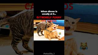 4 Cute Cat Videos😻😻 fails funny shorts [upl. by Richarda]