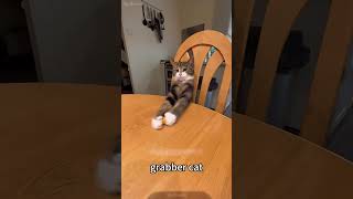 🤣🤣🤣 petschannel shortvideo cat yourcat pets catschannel yourpet animals [upl. by Angid]