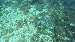 Hawksbill Cozumel 24102024 [upl. by Warfeld]