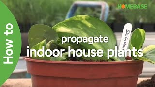 How To Propagate Indoor House Plants  Indoor Plants  Homebase [upl. by Gerianne]