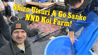 Zu Besuch bei Nishikigoi Niigata Direct Mit Koi Freak in Japan [upl. by Gonick]