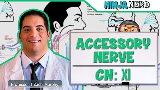 Neurology  Accessory Nerve Cranial Nerve XI [upl. by Kela]