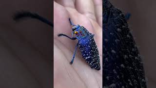 THIS IS THE MOST BEAUTIFUL INSECT ON EARTH Madagascar Blue Jewel Beetle [upl. by Cirre]