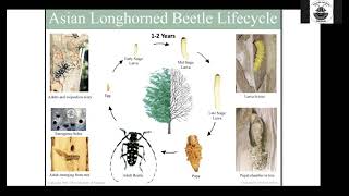 Asian Longhorned Beetle Everything You Need to Know in 30 Minutes [upl. by Ehtiaf399]