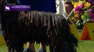 Bergamasco Sheepdogs  Breed Judging 2022 [upl. by Muffin]