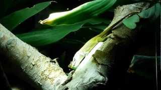 Anolis allisoni chasse 5 [upl. by Etteiram]