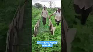 cotton crop herbicide spraying [upl. by Adlesirk282]