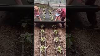 Mulching practice on crops youtubeshorts ytshorts youtube agriculture [upl. by Viridissa]