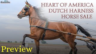 Previews amp Podcast for the Heart of America Dutch Harness Horse Sale [upl. by Hoban663]