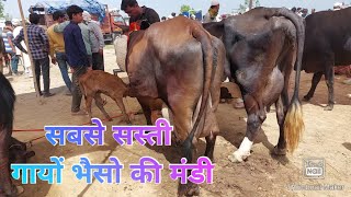 Salahpur Pashu Mandi  Sahiwal Cow  Jersey Gir Deshi Gaye  Tharparkar Haryana Nasl  Cow Market 24 [upl. by Googins]