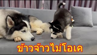 ข้าวจ้าวพังโซฟาไม่โอเคกับหมาตัวใหม่ที่เอามาเลี้ยงด้วย [upl. by Nallad]