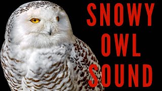 SNOWY OWL SOUND EFFECTS  Hooting and Screeching [upl. by Brieta23]