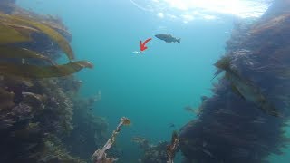 Unterwasserwelt Norwegen  Live Bisse  Fischschwärme  Dorsch  Pollack  Köhler  Lippfische [upl. by Treborsemaj]