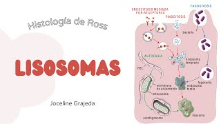 Lisosomas  Histología de Ross [upl. by Ilarrold]