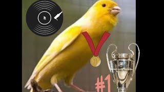 Canto de canario 🐤🥇🏆campeón del Mundo🥇🏆 [upl. by Sonitnatsok901]