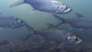 Native Fish Tarpon or Oxeye Herring Megalops cyprinoides Finniss River Northern Territory [upl. by Eniak]