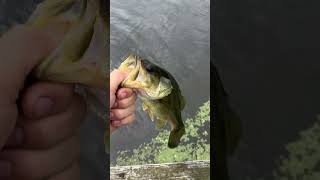 Nice little bass on the buzz bait bassfishing [upl. by Conall]