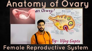 Anatomy of Human Ovary मानव अंडाशय की आंतरिक संरचना structure amp development of follicles [upl. by Suertemed551]