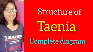 Structure of taenia solium the pork tape worm [upl. by Horner736]