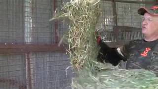 Easy Cheap DIY Goat livestock Hay Feeder [upl. by Nette374]