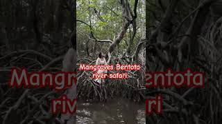 Mangroves River safari Bentota srilanka [upl. by Gaw]