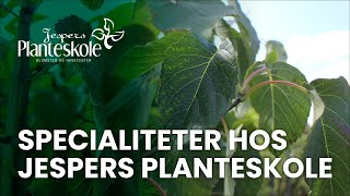 Specialiteter hos Jespers Planteskole [upl. by Ahsei863]