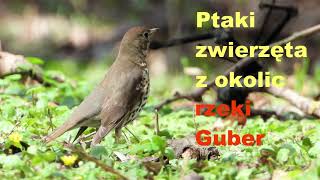 Polska Przyroda rzeka Guber Ptaki i zwierzęta z okolicy Birds and animals the Guber River [upl. by Caves381]