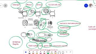 Ectocarpus Algae Lecture for BS Botany Zoology Chemistry [upl. by Garvey]