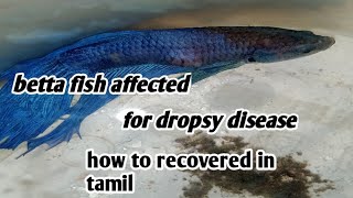 betta fish affected for dropsy disease for my betta affected how recovered in tamil green aquatic [upl. by Fabiola]