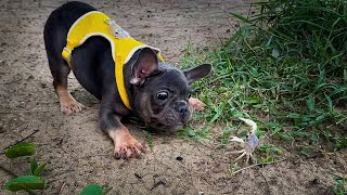 My Dogs Funny Action When He Met a Dog at the Beach [upl. by Emya]