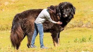 10 BIGGEST Dogs in the World [upl. by Yrogerg]