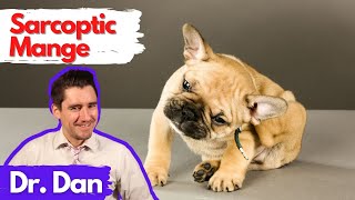 Sarcoptic Mange Scabies in the dog Dr Dan explains [upl. by Ynnavoeg]