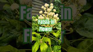 Fatsia Japonica In Flower  Tropical Budget Plant for Garden plants garden shorts [upl. by Burnham]