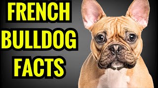 French Bulldog  Top 13 Facts [upl. by Rubin]